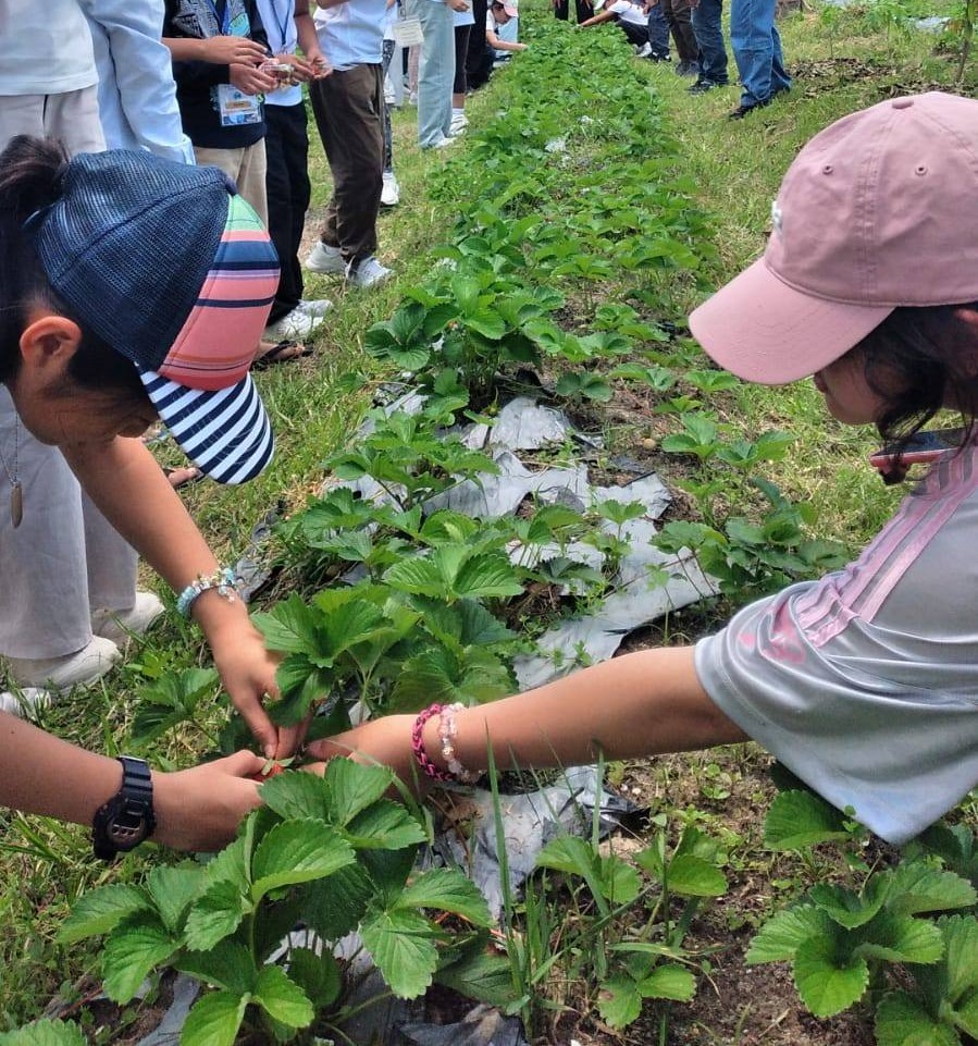 Taman Strawberry