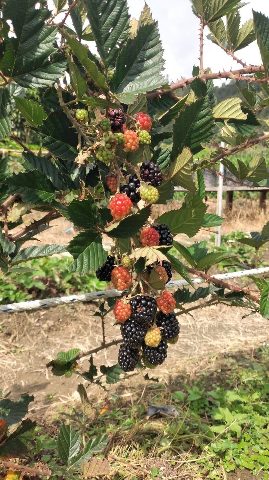 Berry